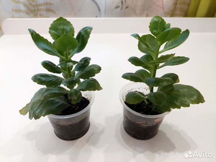 Цветущий каланхоэ Каландива отдам за шоколадку