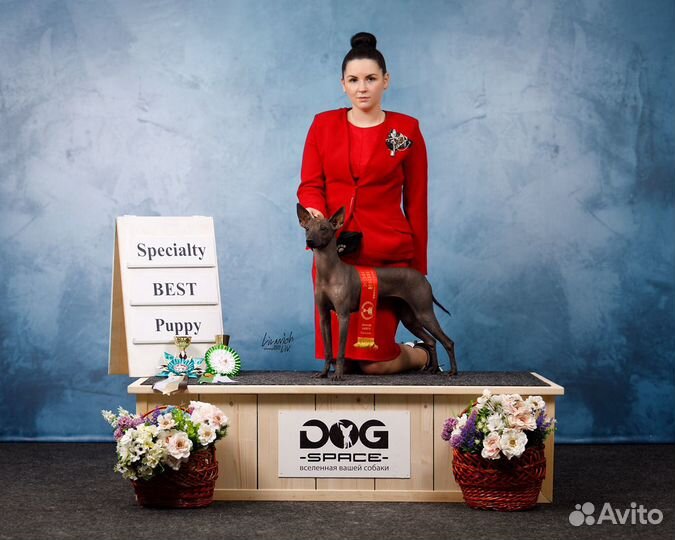 Проф.хендлер, аква-тренер