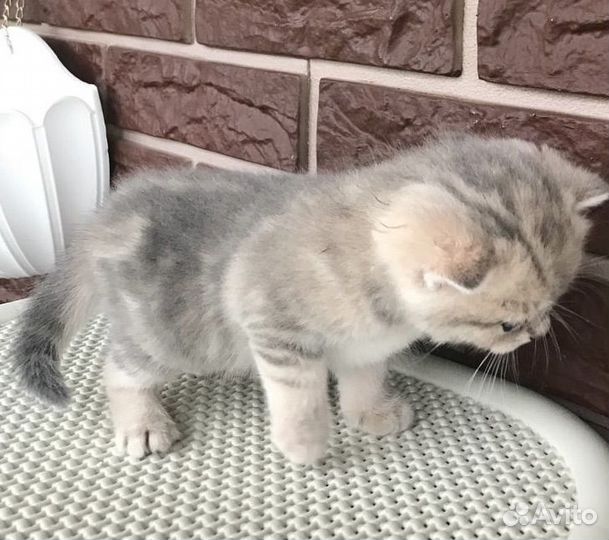 Шотландская вислоухие - страйт котята
