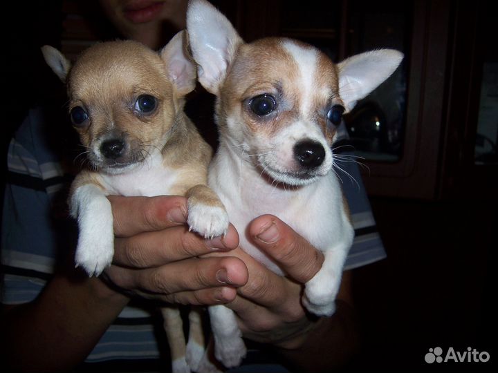 Щеночки чихуахуа