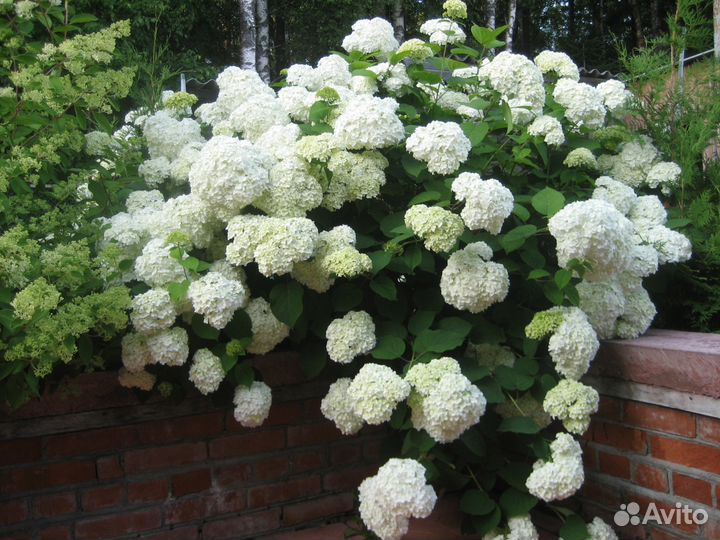Гортензия древовидная