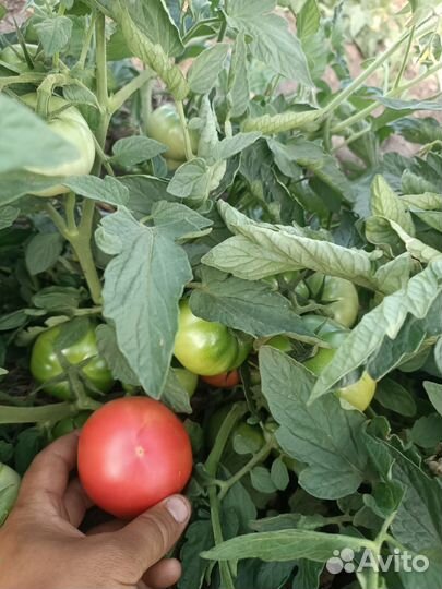 Овощи свежие оптом