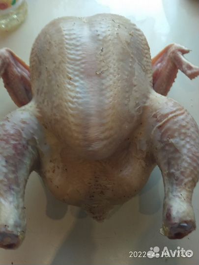 Домашняя птица бройлеры