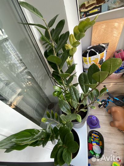 Замиокулькас 90 и 70 см с горшком