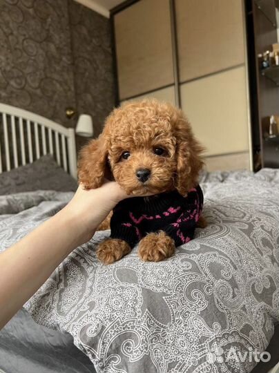 Той-пудель мини мальчик