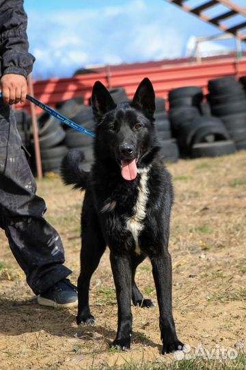 Собака в добрые руки