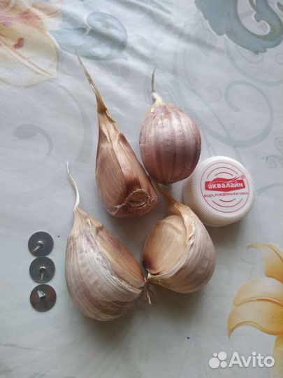 Чеснок, лук-шалот почтой
