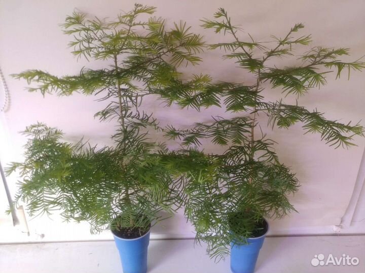 Метасеквойя