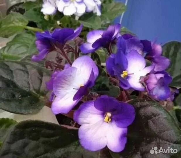 Фиалка Сортовая