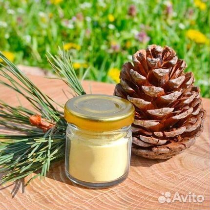 Пыльца сосны