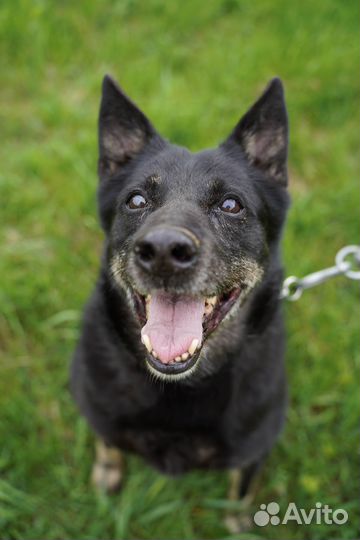 Дружелюбная Милана в добрые руки бесплатно