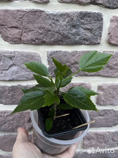 Гибискус китайская роза cairo apricot