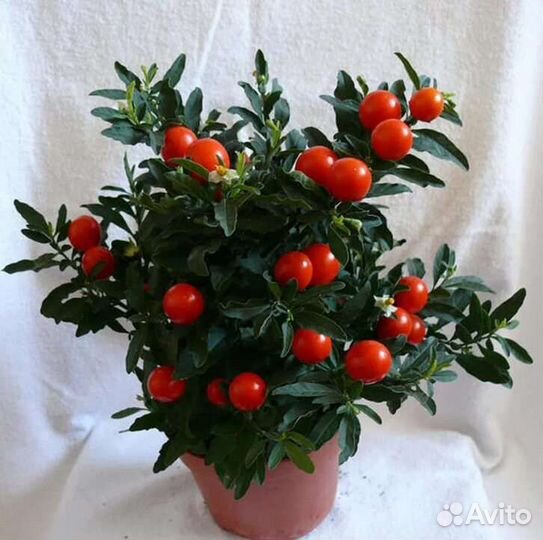 Паслён (соланиум) очень красивый