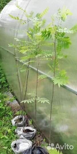 Рябина красная, саженцы