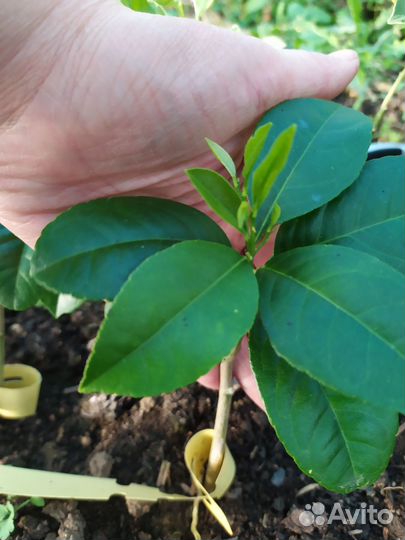 Лимон мейер