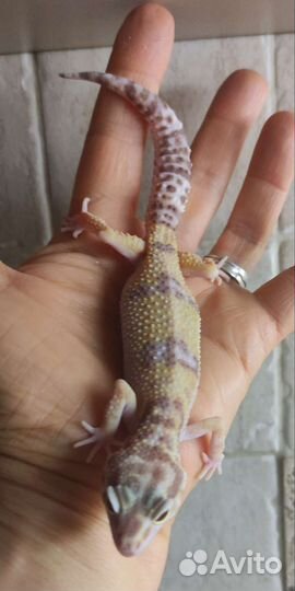 Эублефары домашнего разведения