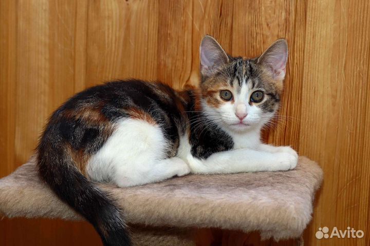 Трёхцветный котенок-девочка в дар