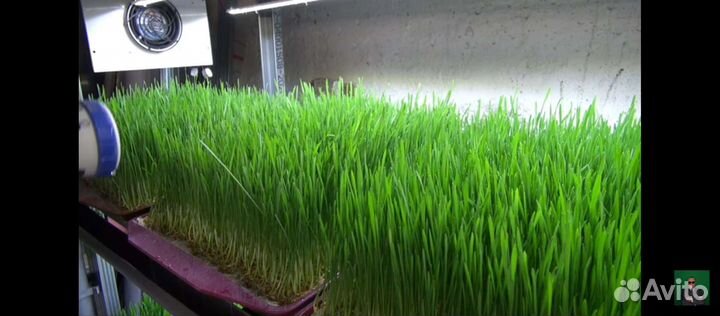 Витграсс, сок из ростков пшеницы, заморозка