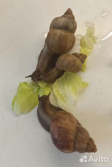 Улитки ахатины