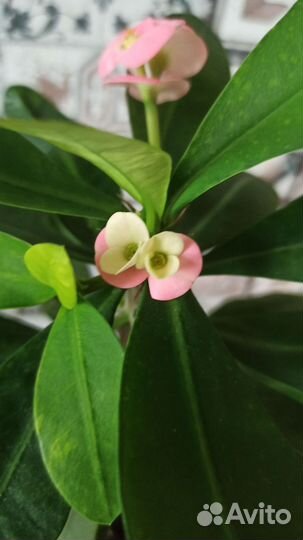 Молочай миля