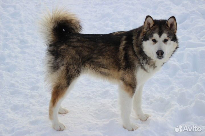 Аляскинский маламут щенки и подростки