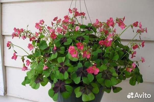 Кислица Оксалис -Айрон крос