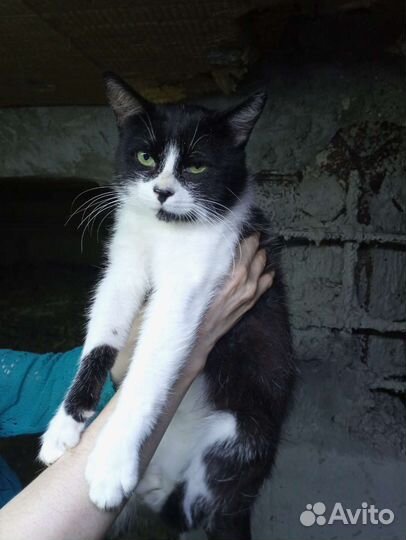 Черный Нос ищет дом