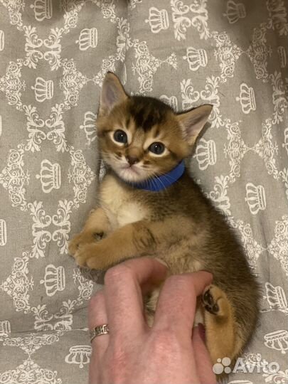 Абиссинские котята
