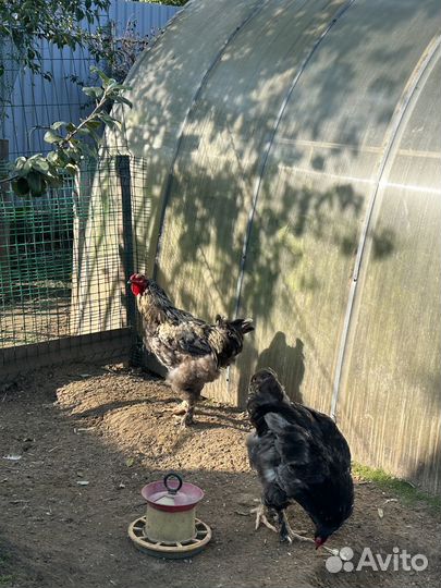 Молодые петухи