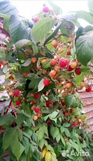 Малина ремонтантная