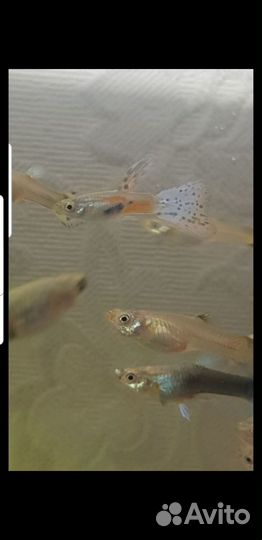 Аквариумные рыбки гуппи