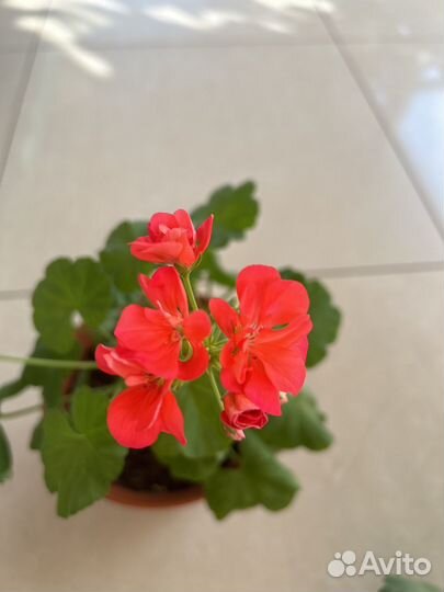 Пеларгония герань сортовая
