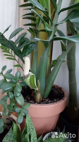 Замиокулькас