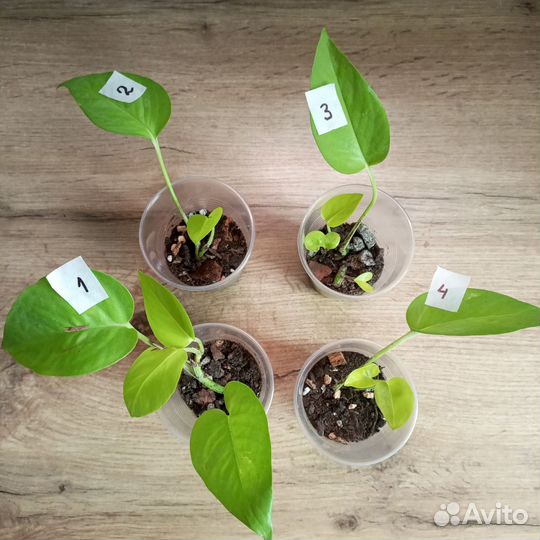 Эпипремнум Неон / Сциндапсус / Комнатные растения