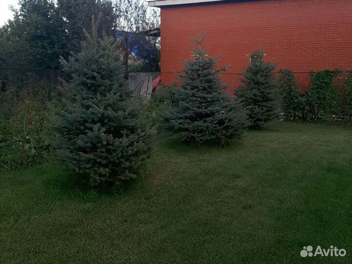 Ель голубая