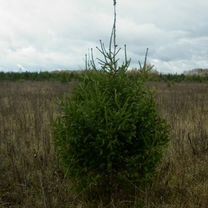 Ель (елка) новогодняя живая срезанная