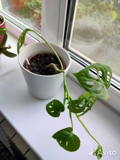 Комнатные цветы