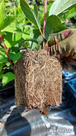 Гортензии, декоративные кустарники, розы- зкс р9