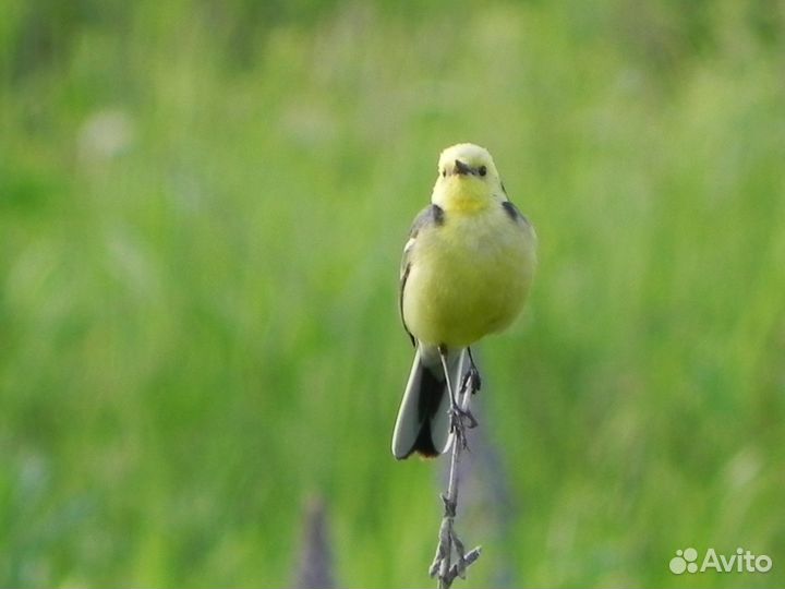 Передержка животных в домашних условиях