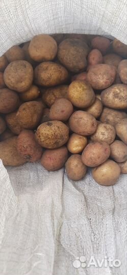 Тыква, картофель семенной