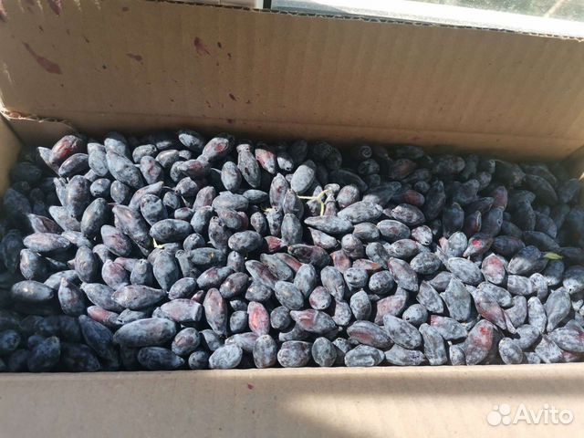 Продам жимолость ягоды купить в Нижнем Новгороде | Товары для дома и ...