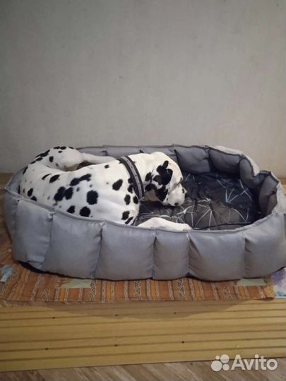 Лежанка для большой собаки