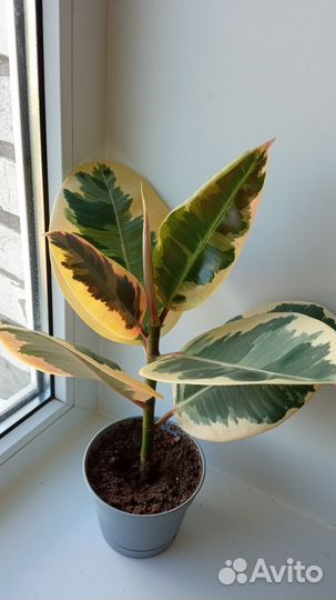 Фикус эластика тинеке