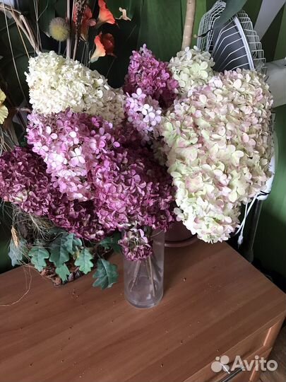 Гортензия метельчатая