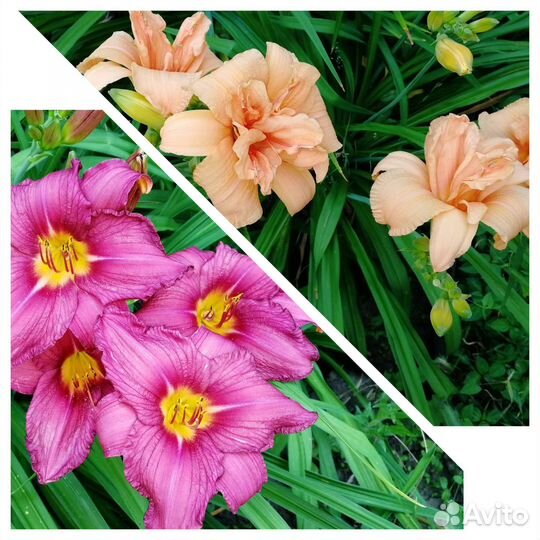 Лилейники сортовые