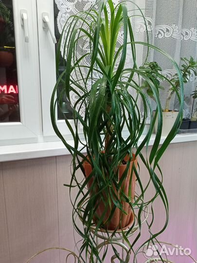 Сансевиерия