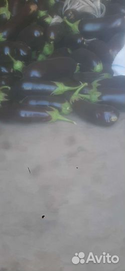 Баклажан оптом