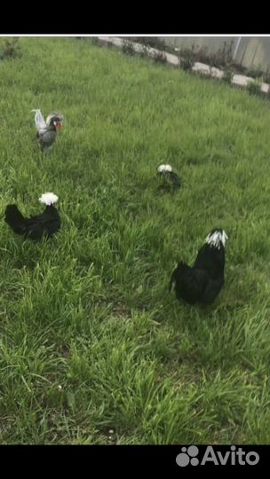 Семья белохохлатых кур