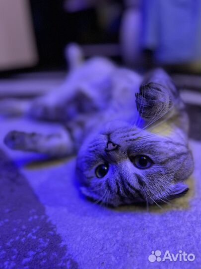 Котик на вязку