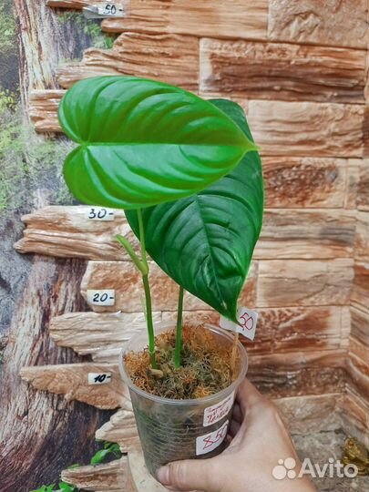Филодендрон Тенуа